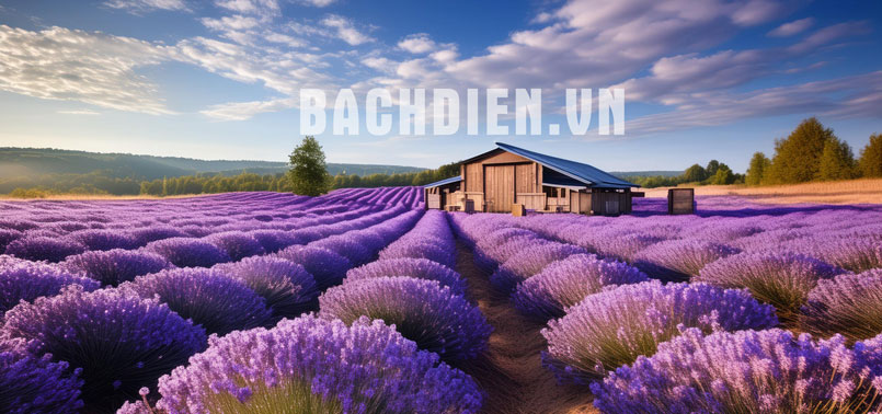 TINH-DAU-LAVENDER